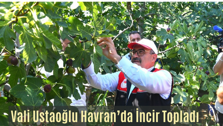 Havran Siyah İnciri Hasadı Başladı: Vali Ustaoğlu Üreticilerle Bahçeye İndi
