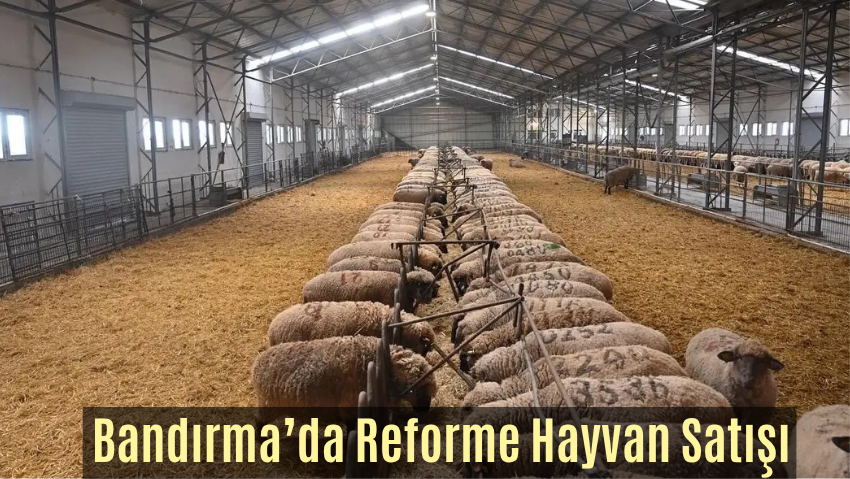 Bandırma Koyunculuk Enstitüsü’nden Hayvan Satış Duyurusu