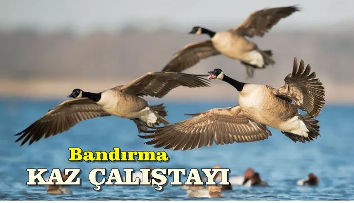 8. Türkiye Kaz Yetiştiriciliği  Çalıştayı Bandırma da Yapılacak