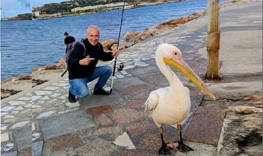 Pelikan Şaban  Bandırma Sahilinin Gözdesi Oldu