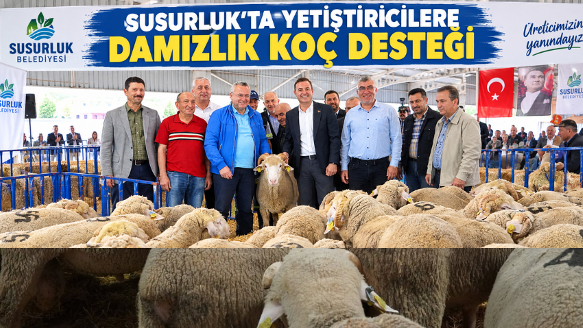 Susurluklu Yetiştiricilere Büyükşehir’den Damızlık Koç Desteği