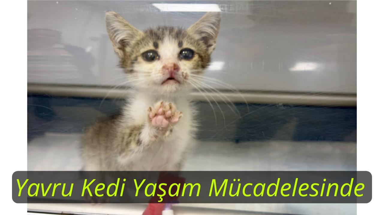 Bandırma’da Şiddete Uğrayan Yavru Kediye Büyükşehir Sahip Çıktı