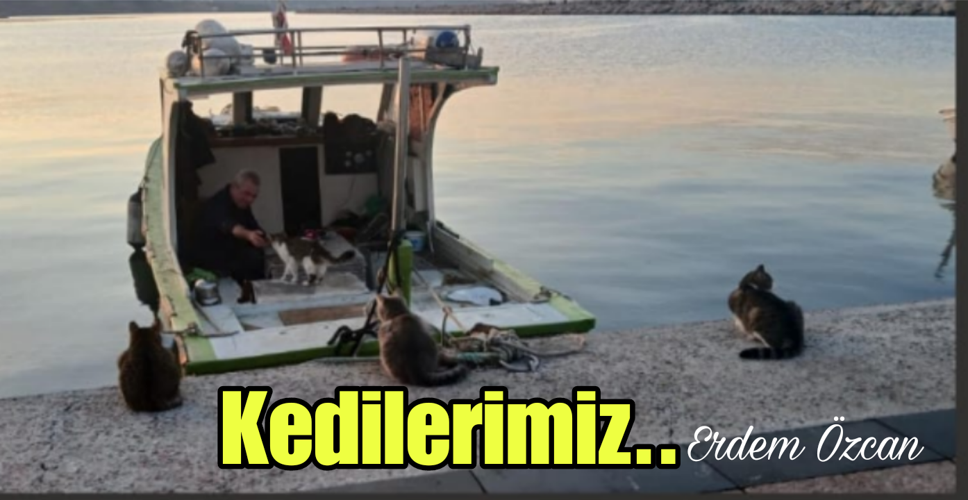 Sırasını Bekleyen Kediler!